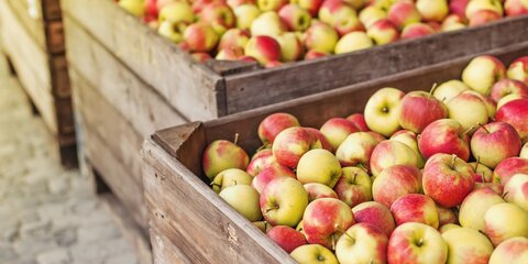 Порядка 3 тонн зараженных яблок из Азербайджана выявили в ТиНАО