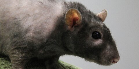 Крысы-алкоголики помогли ученым обнаружить новые методы лечения интоксикации