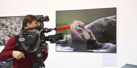 Москва онлайн покажет экскурсию по экспозиции фестиваля дикой природы "Золотая черепаха"