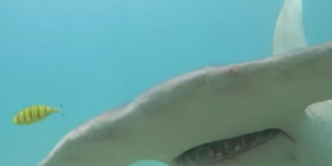 Дайвер снял на видео свою схватку с акулой