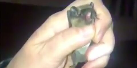 Спасатели поймали летучую мышь в квартире на юге Москвы