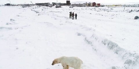 WWF России выразил беспокойство из-за худых медведей на Чукотке