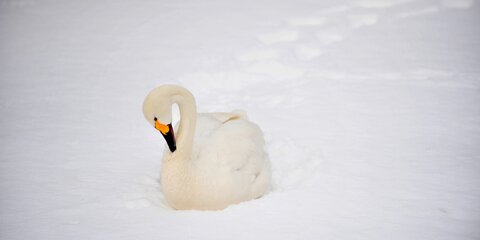 Жительница Псковской области приютила замерзших лебедей
