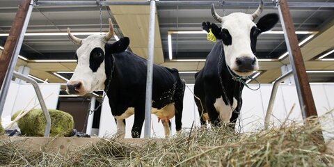 Под Истрой 15,5 га земли переданы в аренду для развития молочного животноводства