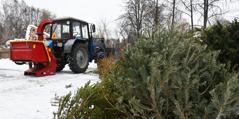 Москва онлайн покажет, как перерабатываются новогодние елки