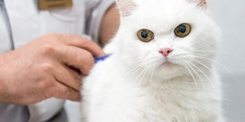 Более 430 тысяч животных вакцинировали за прошлый год ветеринары в Москве