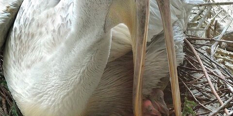 Птенец исчезающего кудрявого пеликана появился на свет в Московском зоопарке
