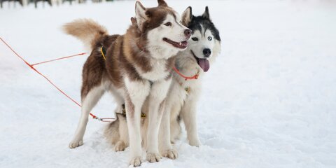 Ветеринар рассказал, каких правил придерживаться при выгуле собак в мороз