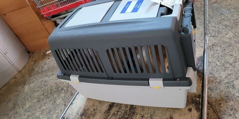 Собака главреда издания Baza пострадала на рейсе 