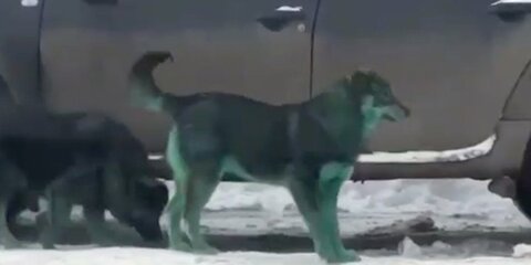 В Подольске замечены зеленые собаки