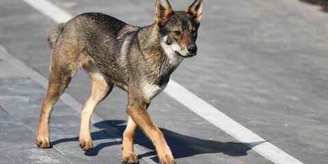 Полиция в Сочи проверит факт гибели бездомных собак