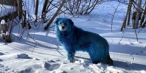 Власти заявили, что синие собаки из Дзержинска испачкались в безвредном красителе