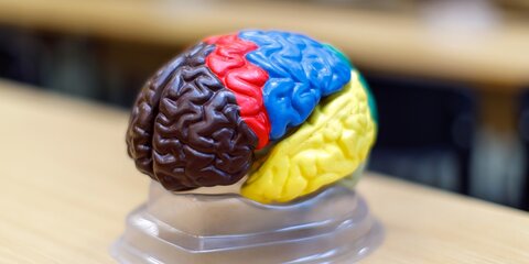 Ученые определили главный фактор долголетия мозга