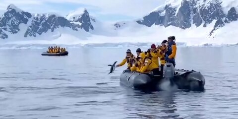 В Антарктиде пингвин спасся от косаток на лодке с туристами