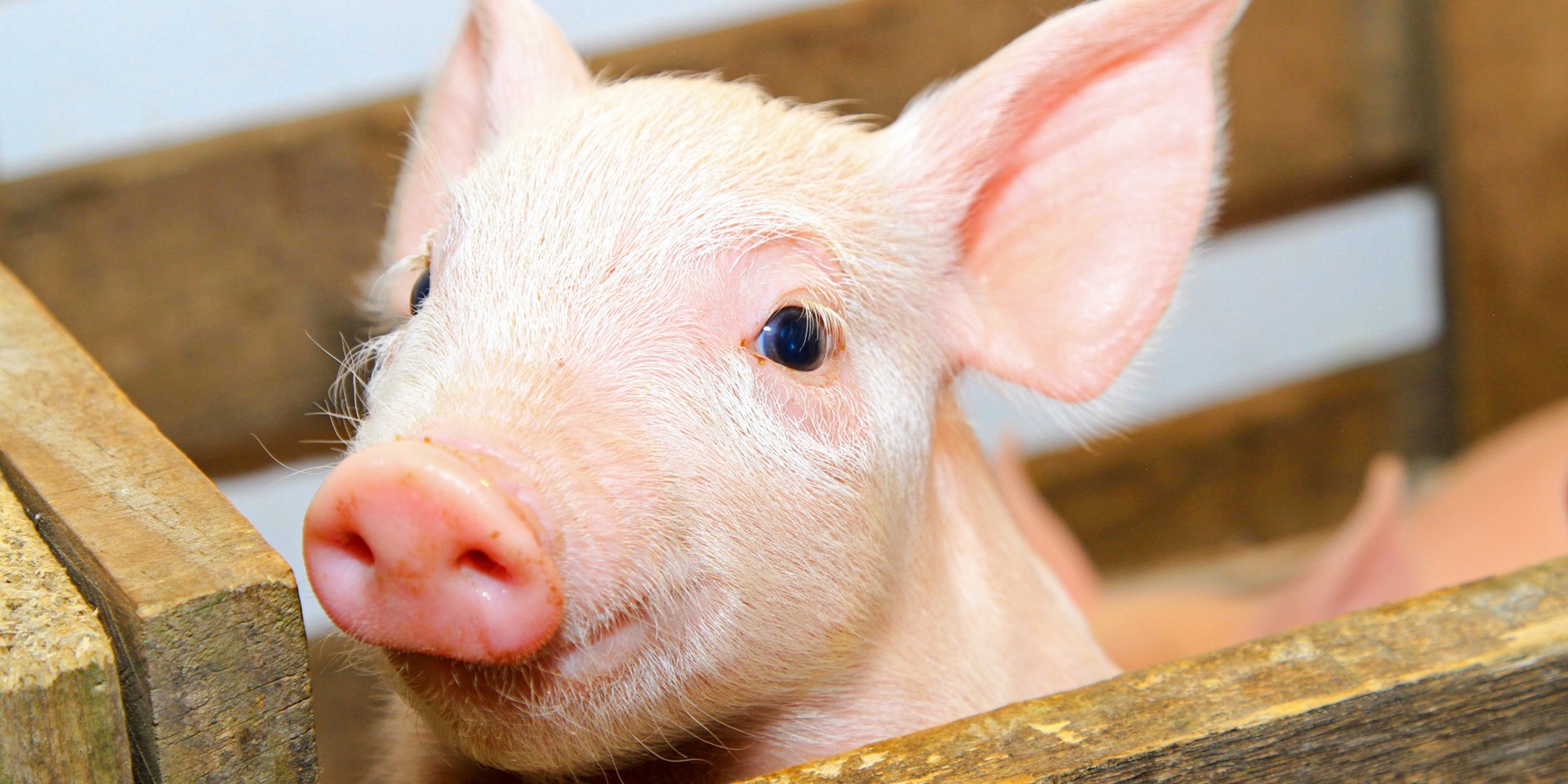 Разведение свиней на мясо: особенности кормления и содержания | Советы Фидлайф