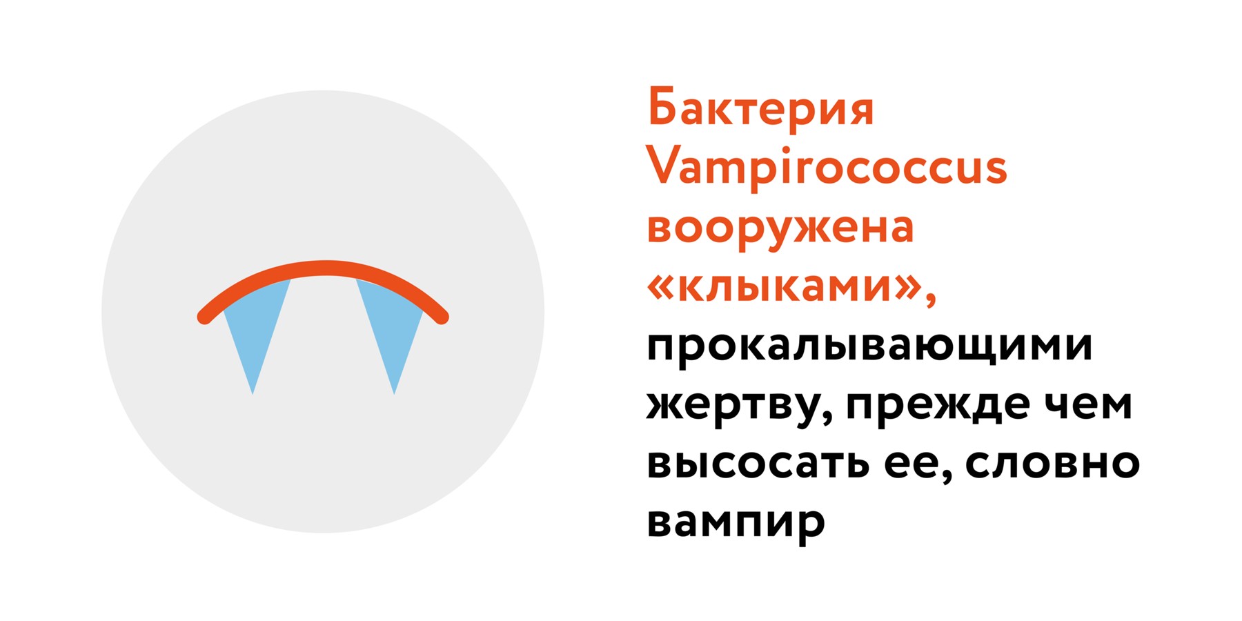 Как хищные бактерии смогут спасти человечество от смертельных болезней –  Москва 24, 16.09.2022