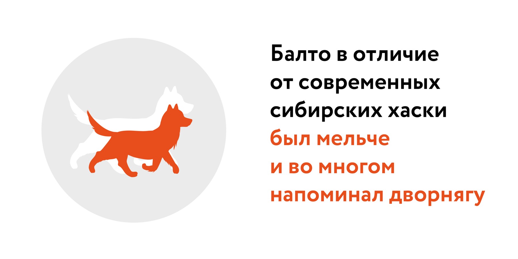 Уникальный пес: ученые выяснили, в чем особенность ДНК знаменитого Балто –  Москва 24, 03.05.2023