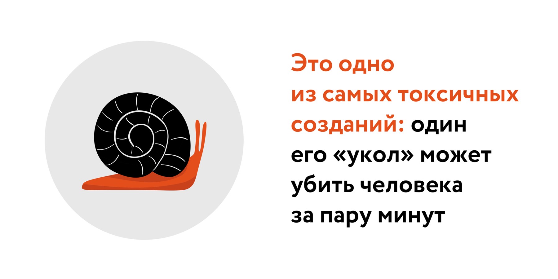 Исторический яд: зачем ученые впервые вырастили потомство смертоносных  улиток – Москва 24, 23.07.2023