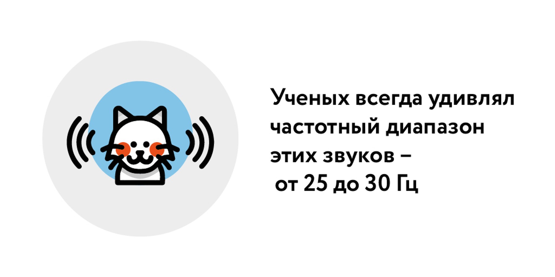 Откуда звук? Ученым удалось разгадать механизм мурлыкания у кошек – Москва  24, 19.10.2023