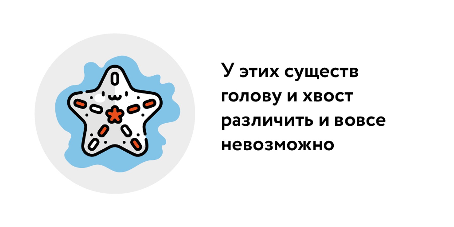 Головоломка: почему у морской звезды пропали туловище и конечности – Москва  24, 14.11.2023