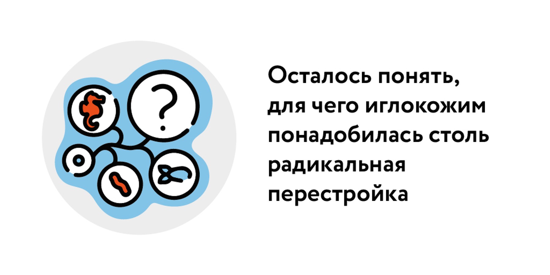 Головоломка: почему у морской звезды пропали туловище и конечности – Москва  24, 14.11.2023