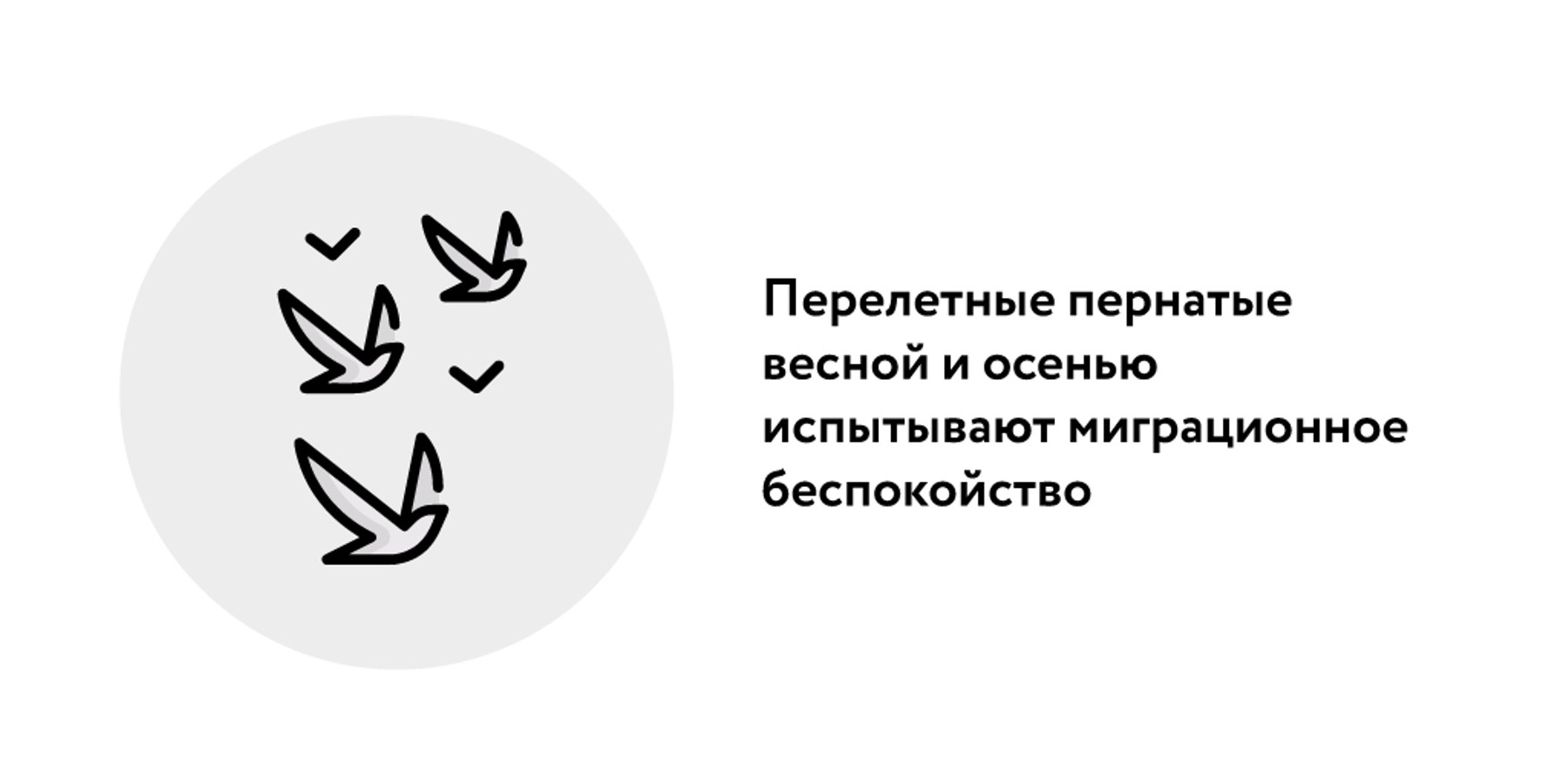 Как птицы понимают, когда пора улетать на юг и возвращаться обратно –  Москва 24, 03.04.2024