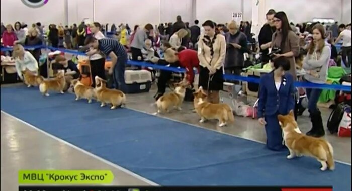 Najveća izložba pasa održat će se u Moskvi