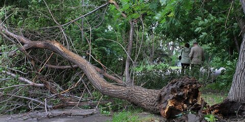 Более 150 деревьев повалил ветер в Москве