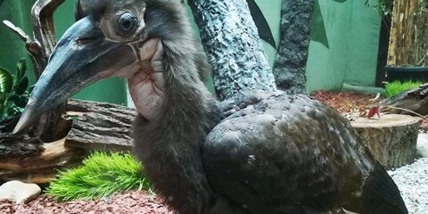 Птенец рогатого ворона родился в Московском зоопарке